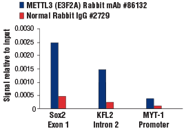 METTL3 (E3F2A) Rabbit mAb #86132
